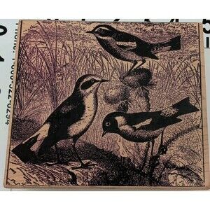 Magenta Rubber Stamp Art Wheatear Whinchit Stonechat Thistle Card Background